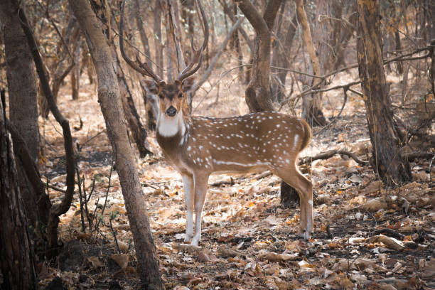 Axis Deer in the Wild 1 Axis Deer, or commonly known as Spotted Deer and Locally known as The Cheetal. in the  Jungle of Sasan Gir, Gujarat, India. gir forest national park stock pictures, royalty-free photos & images