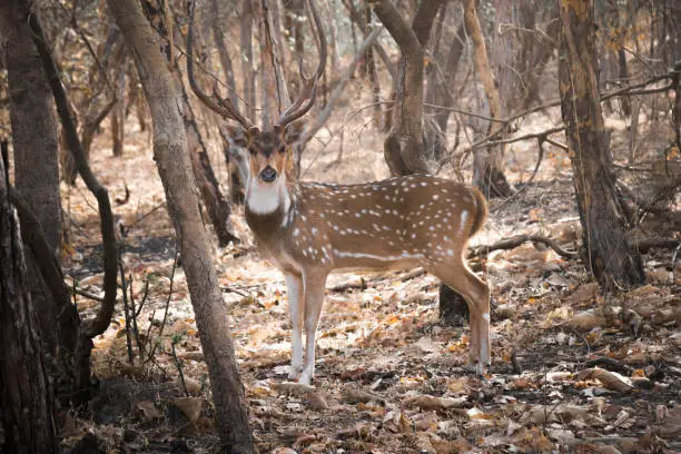 Axis Deer, or commonly known as Spotted Deer and Locally known as The Cheetal. in the  Jungle of Sasan Gir, Gujarat, India.