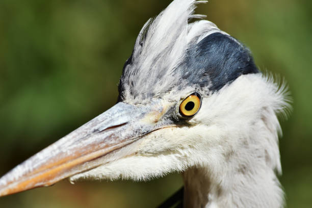 I shot the face of Gray heron in the up