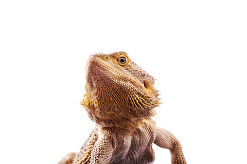 Bearded dragon white background