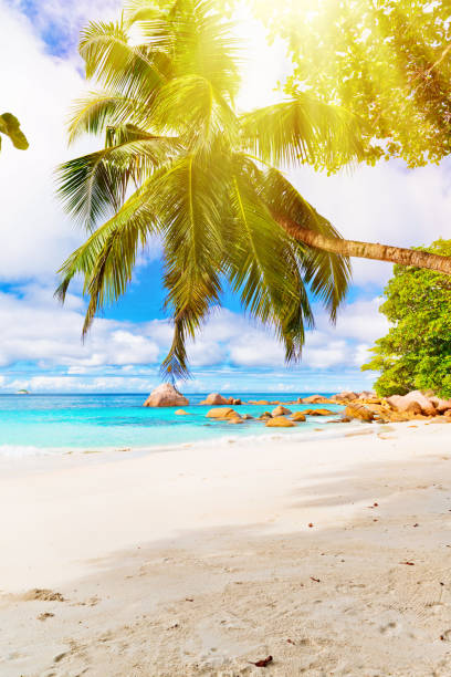 istock Tropical island. The Seychelles. 654945448