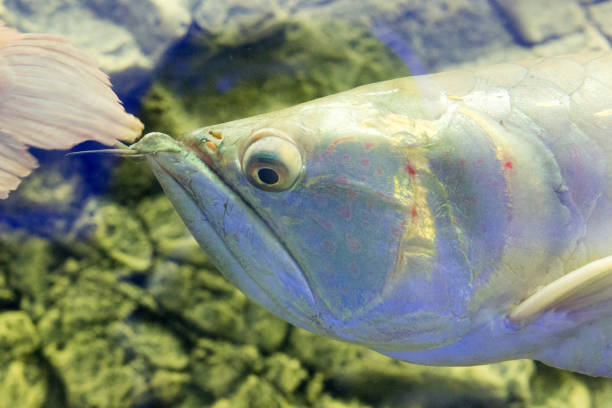 istock Beautiful colorful fish in the aquarium 654946352