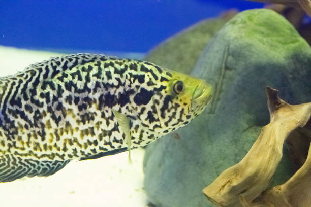 istock Beautiful colorful fish in the aquarium 654946388