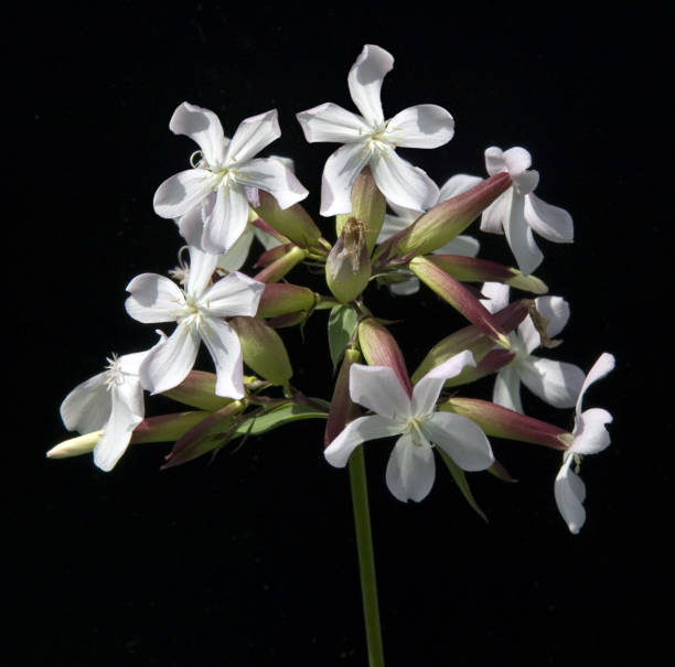 istock Soapwort; Saponaria caespitosa 654949554