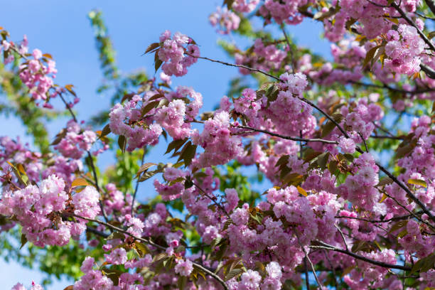 Flowering of a beautiful Japanese cherry in a botanical garden against a blue sky. Cherry small-log. Spring. Kiev. Ukraine. Prunus serrulata Pink Perfection. The hybrid of two Japanese varieties (P. floración de un cerezo japon hermosa en un jardín botánico contra un cielo azul. registro de pequeñas cereza. primavera. kiev. ucrania. prunus serrulata perfección rosa. el híbrido de dos variedades de japonés (p.