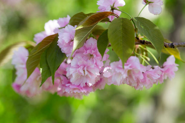 Flowering of a beautiful Japanese cherry in a botanical garden against a background of green leaves. Cherry small-log. Spring. Kiev. Ukraine. Prunus serrulata Pink Perfection. The hybrid of two Japanese varieties (P. floración de un cerezo japon hermosa en un jardín botánico con un fondo de hojas verdes. registro de pequeñas cereza. primavera. kiev. ucrania. prunus serrulata perfección rosa. el híbrido de dos variedades de japonés (p.