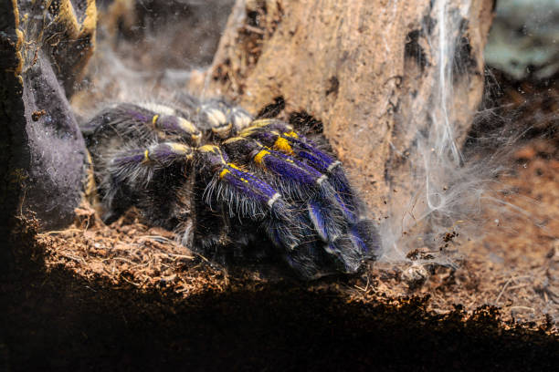 Mavi Tarantula P Metallica Yı Sürünüyor Stok Fotoğraflar & Aşırı