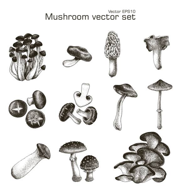 ilustraciones, imágenes clip art, dibujos animados e iconos de stock de hongo vector set dibujo mano - honey agaric