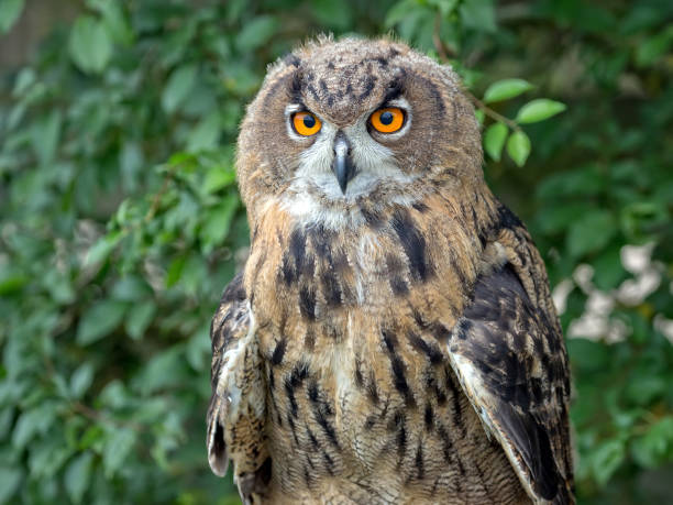 istock Eagle-owl in the forest, a portrait 654960632