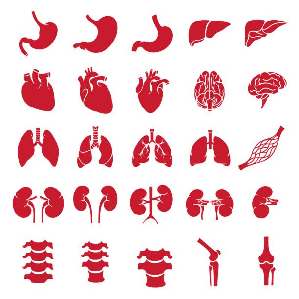 organs_red Internal human organs. Anatomy set illustration. Vector of outline medical icons for infographic. kidney organ stock illustrations