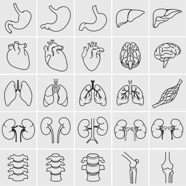 illustrations, cliparts, dessins animés et icônes de organes humains - renal vein
