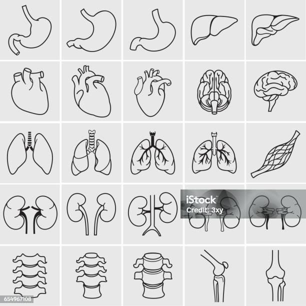 Human Organs Stock Illustration - Download Image Now - Icon Symbol, Vector, Lung