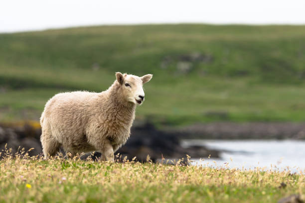 shetland schapen - shetlandeilanden stockfoto's en -beelden