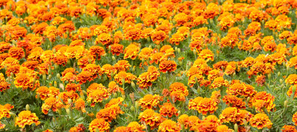 istock Flowerbed with orange flowers. 654968142