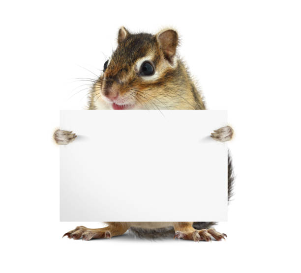 istock Funny chipmunk hold banner on white background 654970802