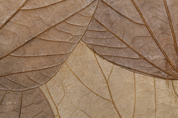 istock Texture of dried leaves close-up. Background 654970964