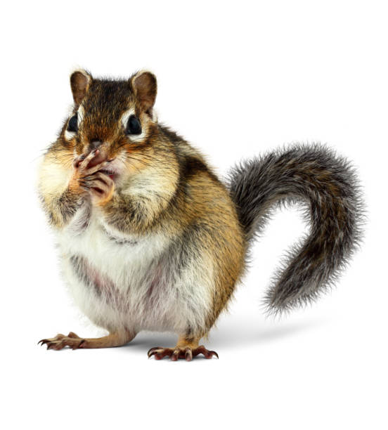 surprised squirrel closes mouth with paws, on white