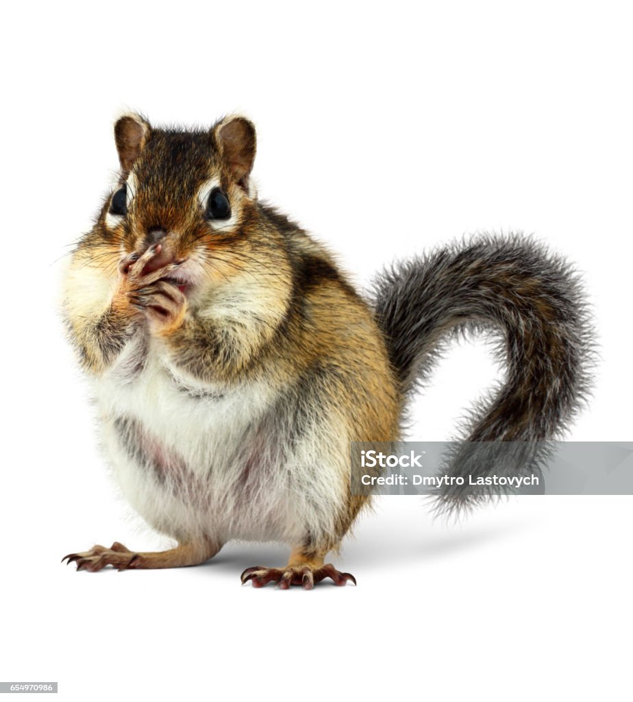 Con Sóc Ngạc Nhiên Đóng Miệng Bằng Bàn Chân Trên Màu Trắng Hình ...