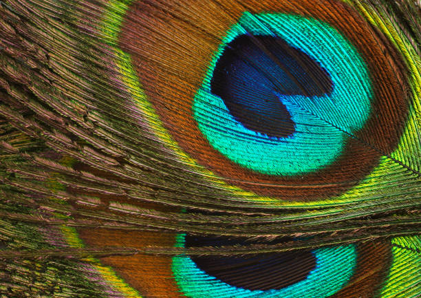 colourful peacock feather as background colourful peacock feather as background peacock feathers scales photos stock pictures, royalty-free photos & images