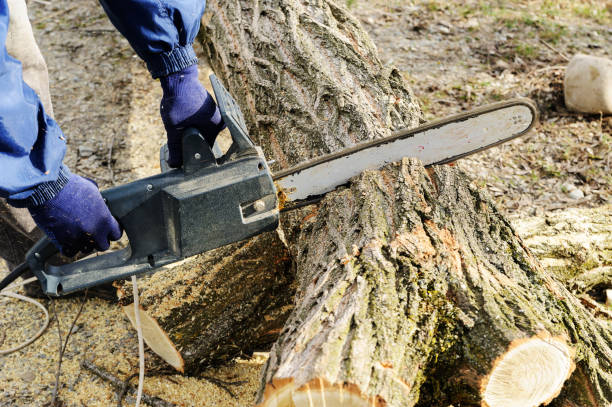 istock The electric chain saw in a man's hands. 654972002
