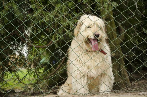 istock dogs behing the fence 654972638