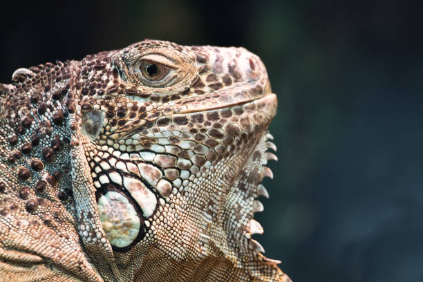 istock American iguana or green 654975626