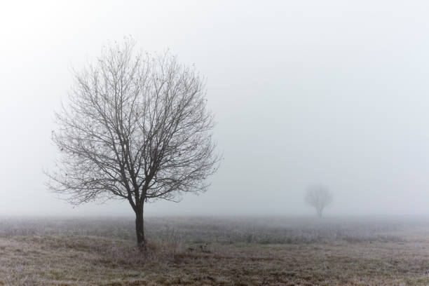 Standalone tree at fall misty morning stock photo