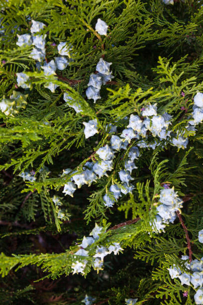 Oriental thuja branches with cones Oriental thuja (Platycladus orientalis) branches with blue cones. flower of oriental arborvitae stock pictures, royalty-free photos & images