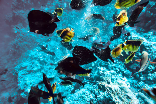 istock tropical fishes background 654983272