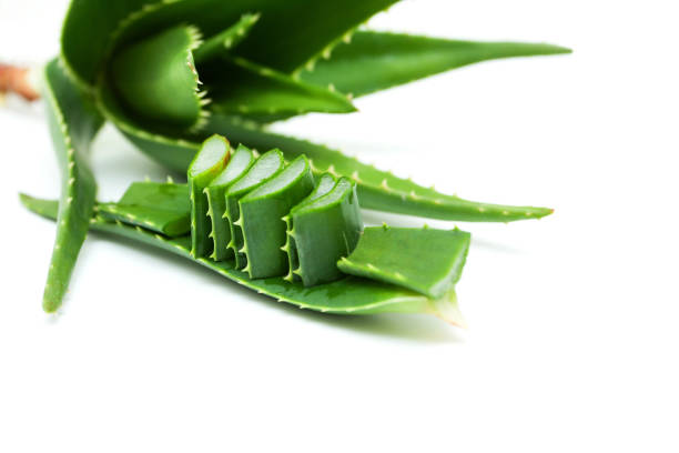 Aloe vera plant taken with shallow depth of field and selective focus.