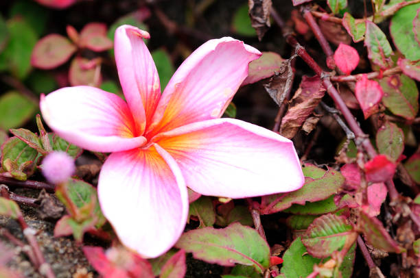 istock A pink frangipani flower isolated on a colorful background 654989000