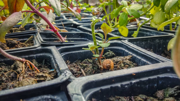 istock Empty snail shell in flowerpot at the garden 654991584