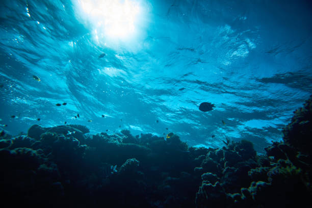 istock tropical fishes and corals 654992320