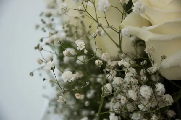 White tender roses in the bouquet