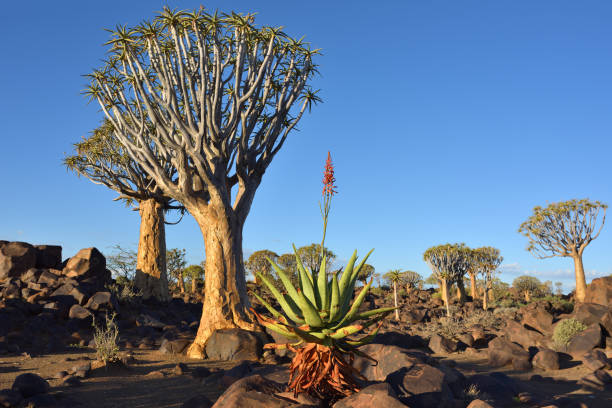 agawy i kołczan drzew, namibia, afryka - keetmanshoop zdjęcia i obrazy z banku zdjęć