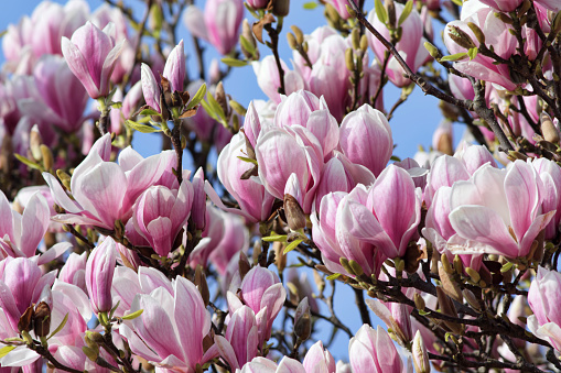 Gorgeous pink blossoms of Magnolia X soulangeana offer themselves up to a bright blue spring sky. Repeated blooms create a kind of chintz pattern. Mitcham, Surrey, England.