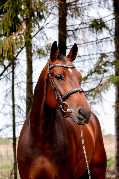 istock Bay holsteiner horse portrait with bridle 654994122