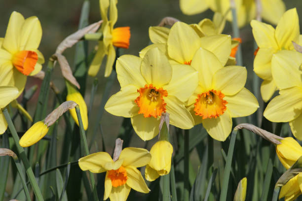 istock Cheerful bright yellow daffodils with orange trumpets 654997262