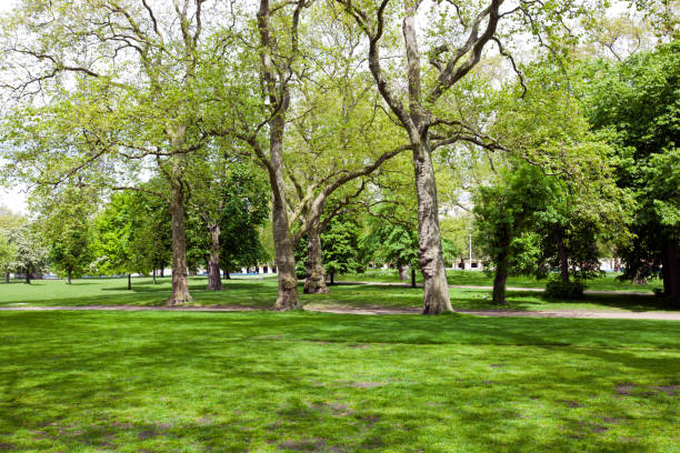 istock View across shady grass into park 654997396