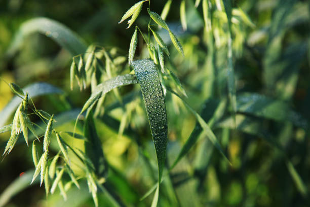 Oat crop with water drops on it ! stock photo