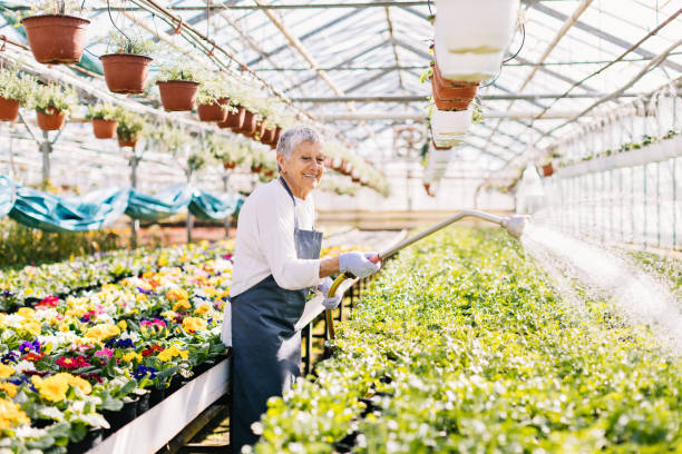 istock Senior gardener watering the flowers 655000048