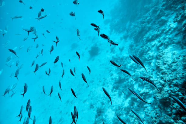 istock abstract sea life shot 655003440