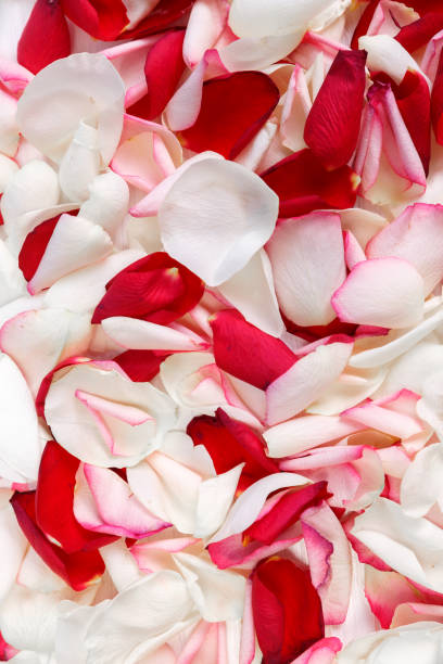 istock Petals of roses background. Close up view. 655003672