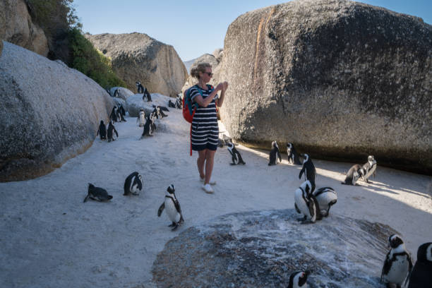 Young woman photographing penguins, South Africa Young woman at Boulder's beach taking a smart phone picture of African penguins. People travel concept boulder beach western cape province photos stock pictures, royalty-free photos & images