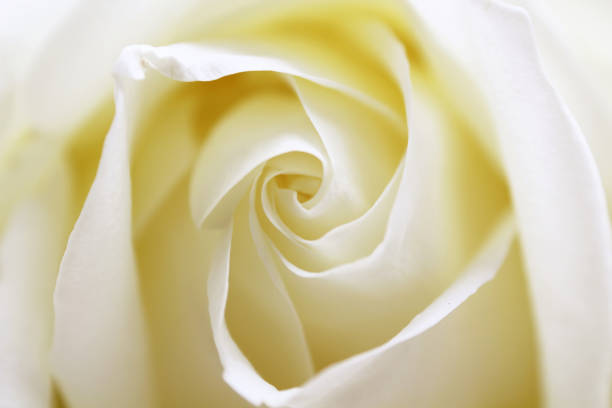 istock Close up view of a beautiful white rose 655007730