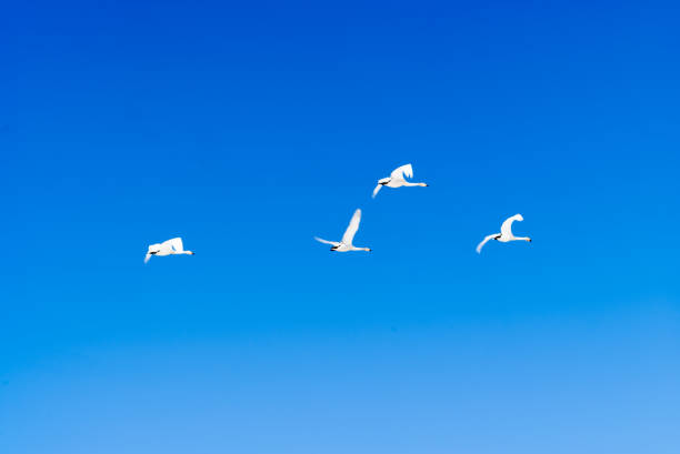 istock swan flies over the blue sky. 655008102