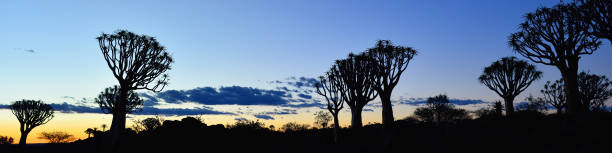 kołczan drzewo las namibia - keetmanshoop zdjęcia i obrazy z banku zdjęć