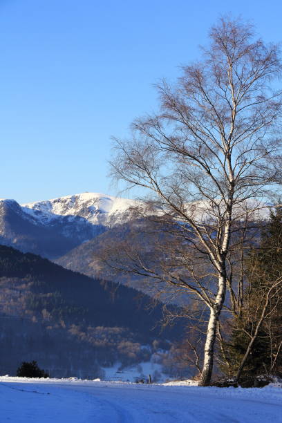 śnieżne góry wogezów - frankenthal zdjęcia i obrazy z banku zdjęć