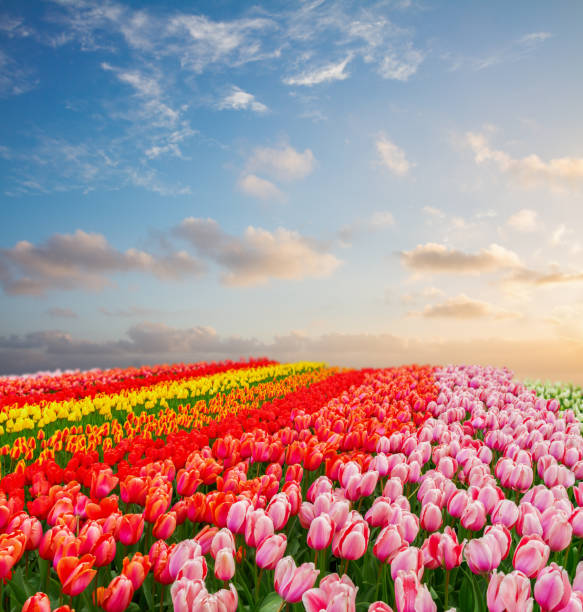 istock Rows of tulip flowers 655019604