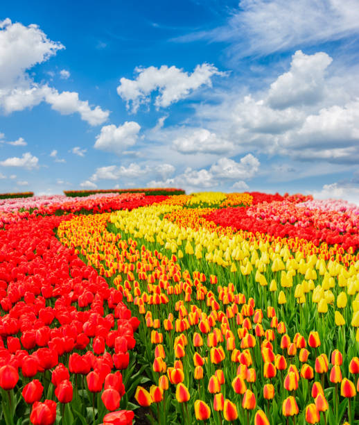 istock Rows of tulip flowers 655019718